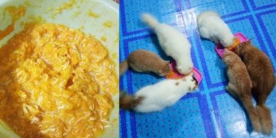 Cara Buat Wet Food Kucing Guna 3 Bahan Murah & Mudah